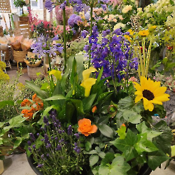 Plantes